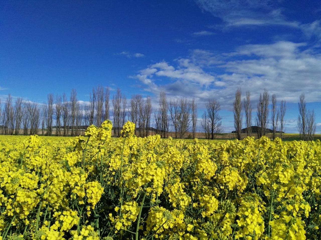 La Aldea Colorada Casa Rural Mota del Marques Bagian luar foto